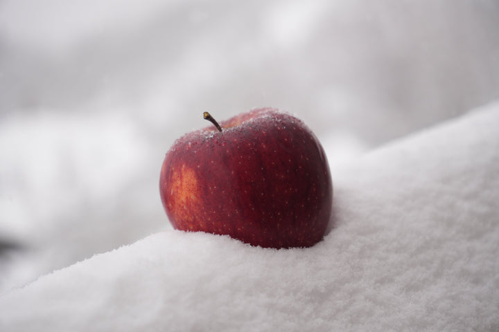 Fresh apple in snow at Guruson’s Family Apple Farm in Upper Kinnaur