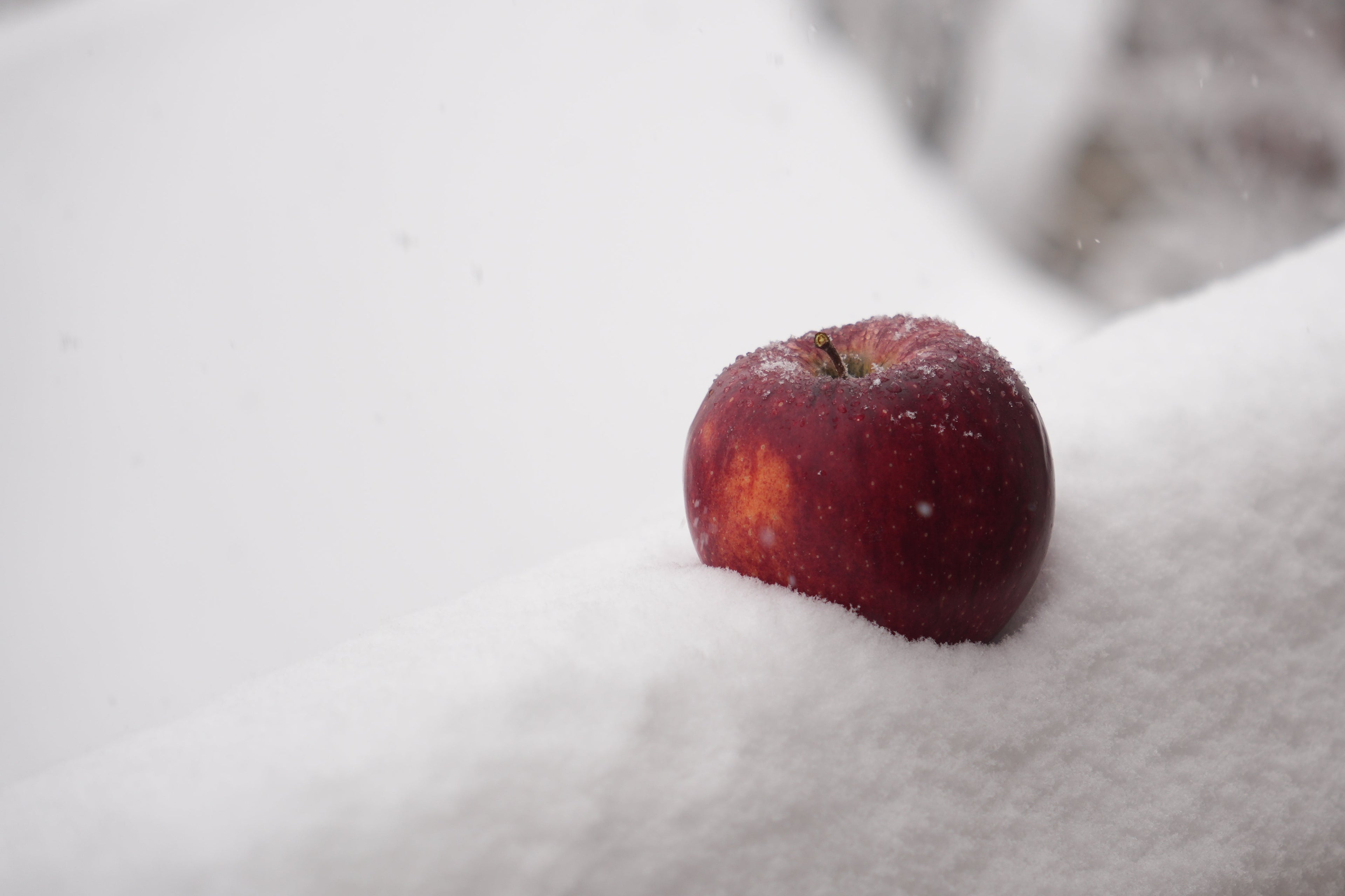 Frosted apple on a snow-covered surface
